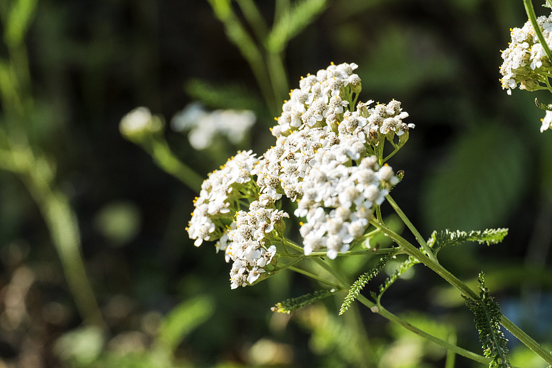 花:蓍草(Achillea millefolium)