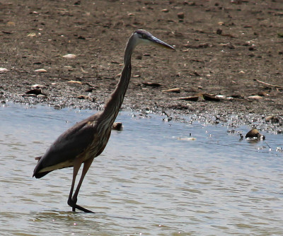 Blue Heron