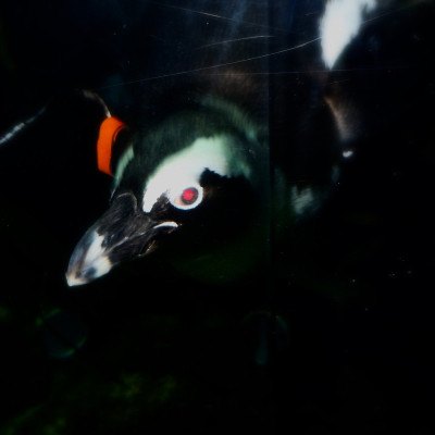 旧金山水族馆4