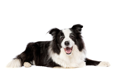 边境牧羊犬孤立的白色