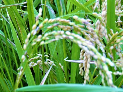 Rrice。新的收获。9月。日本。特写镜头。