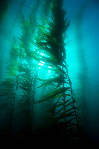 海藻床