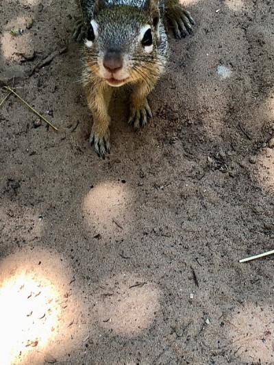 美国自然/锡安国家公园。Narrows.Squirrel。