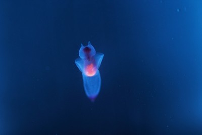 知床妖精Clione