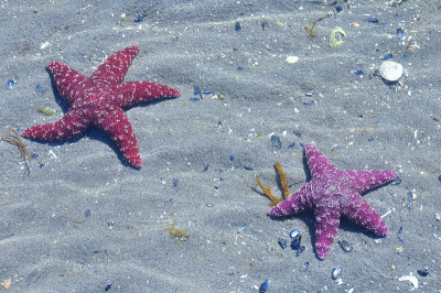 海中的海星