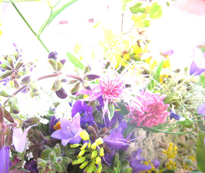 紫色的花很多