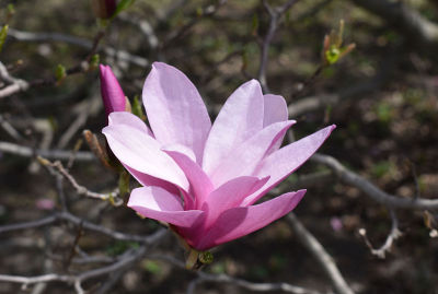 粉红色茶碟玉兰花和花蕾