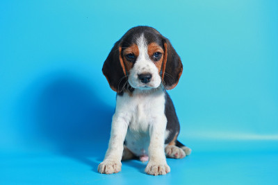 纯种小猎犬幼犬在浅蓝色屏幕上