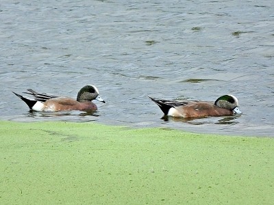 美国Wigeon (Anas Americana)——一对在佛罗里达湿地游泳的小动物