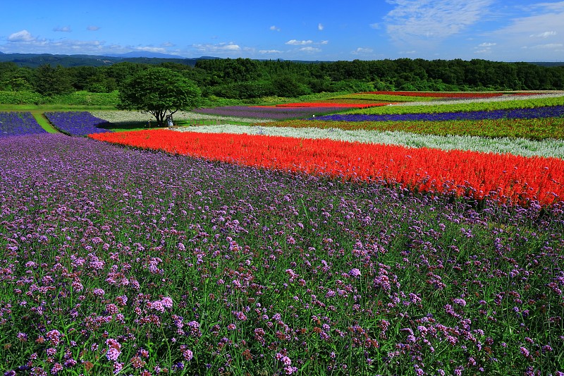 蓝天和花海