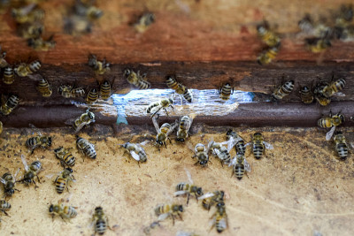 一个蜂巢，从里面看风景。bee-hut。蜜蜂。蜂房的入口。