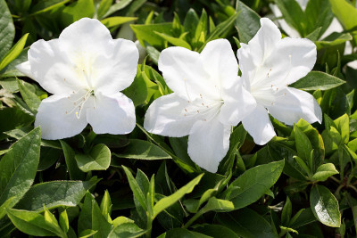 杜鹃花的花