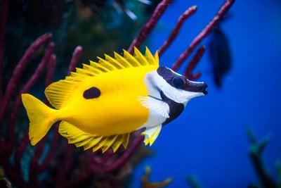 咸水水族馆里的狐脸兔鱼特写