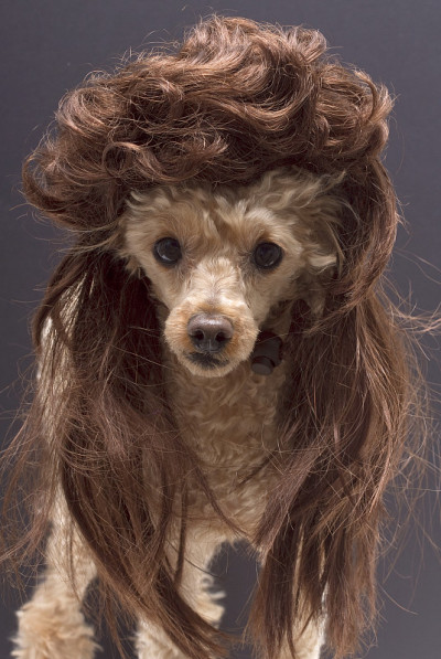 贵宾犬和鲻鱼