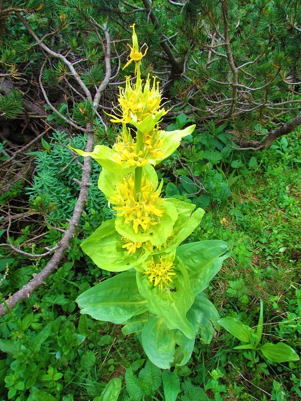 黄色大黄龙胆(龙胆黄体)花