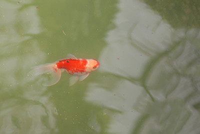 湖里的金鱼