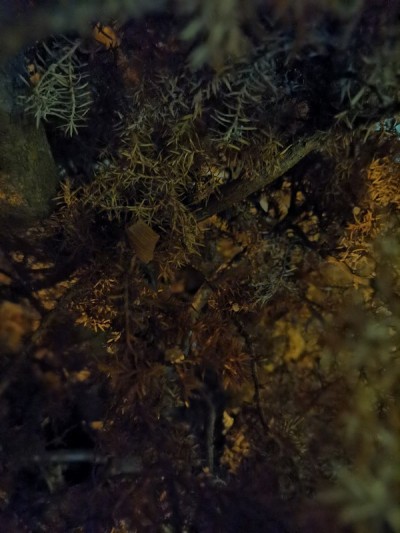 禁止树