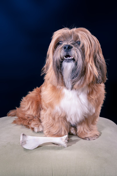 拉萨阿普索犬种