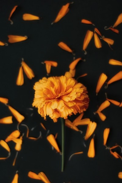 Cempasúchil鲜花，亡灵节