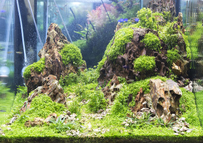 种淡水水族馆