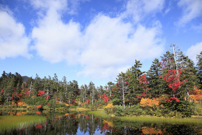 大舍高根沼泽叶(绿湖)