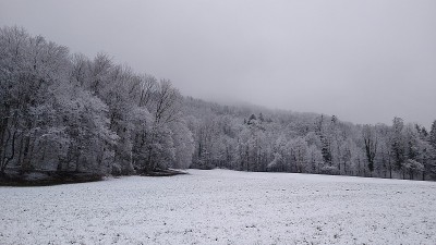 森林里有新雪