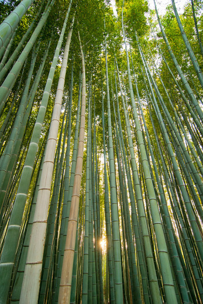 竹林