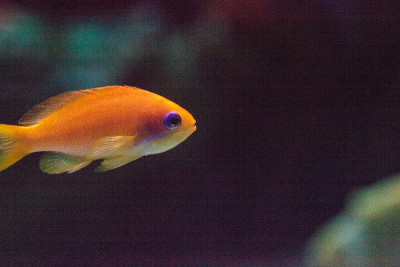 Lyretail fairy basslet fish拟花鮨