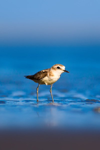 可爱的小水鸟。自然背景。常见的水鸟:肯特鸻。Charadrius alexandrinus。