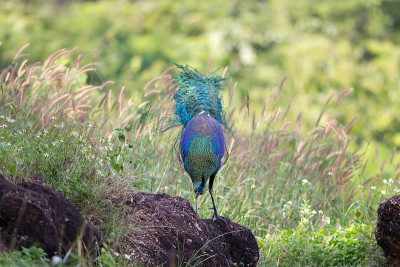 成年雄性绿孔雀或爪哇孔雀(Pavo muticus)