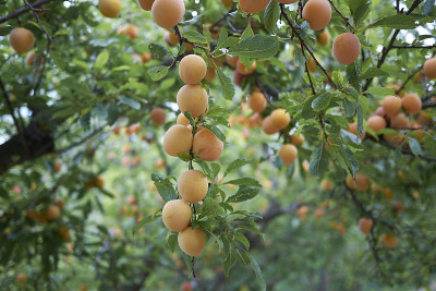 复制prunus