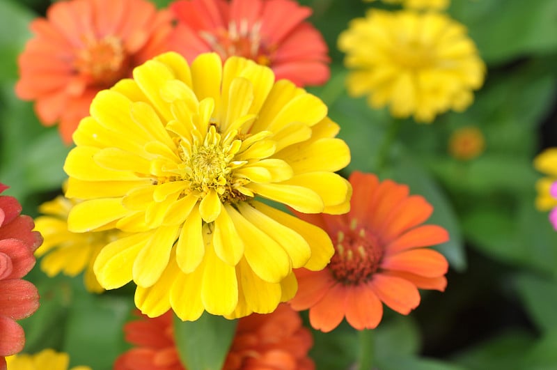 zinnia花