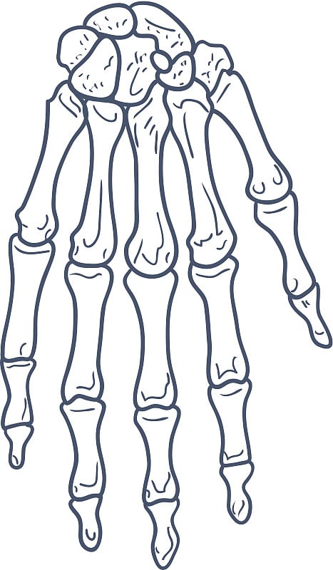 骨头的手。骨骼部分孤立在白色上。