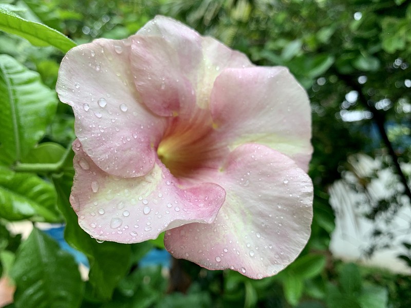 粉红色的阿拉曼达花被雨淋湿了