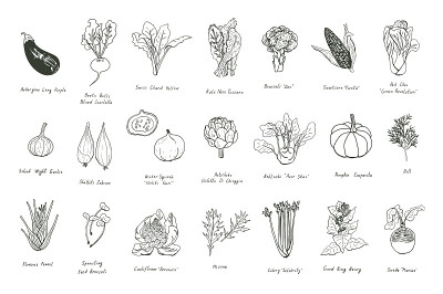 蔬菜健康食物矢量插图集