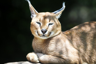 狞猫猞猁的猫