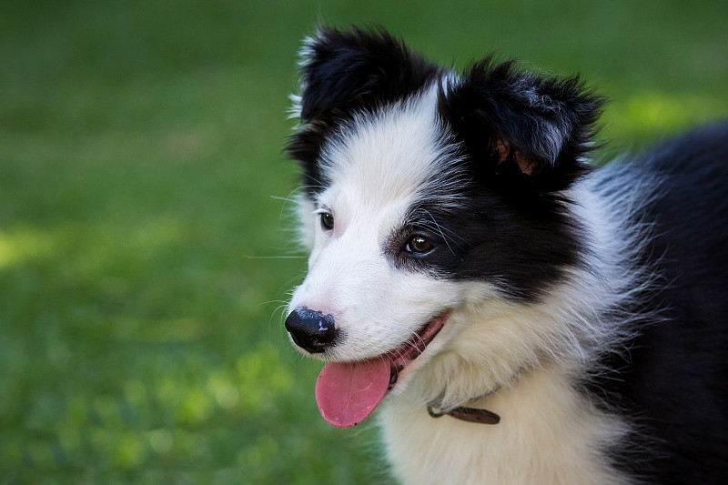 边境牧羊犬巴迪