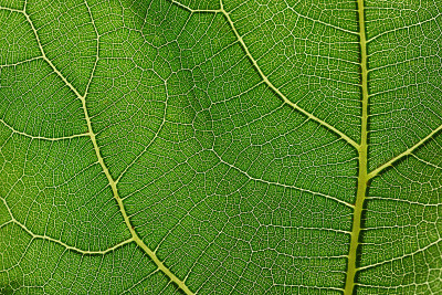 A green fresh fig leaf, with a lot of structure, a