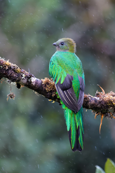 Quetzal