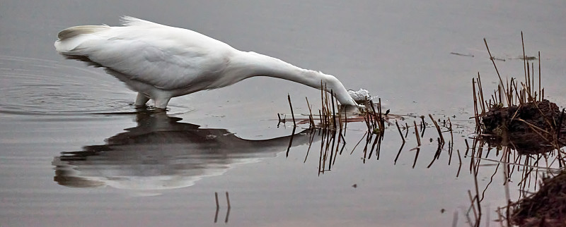 白鹭或小白鹭，学名Ardea alba和Casmerodius albus，在湖的浅水区寻找食物