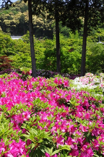 杜鹃花