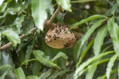 林哈雷斯的Camoati photographed，圣埃斯皮里托。