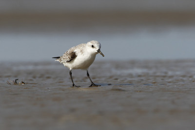 Sanderling (Calidris alba)在海滩，玻利瓦尔半岛，美国德克萨斯州