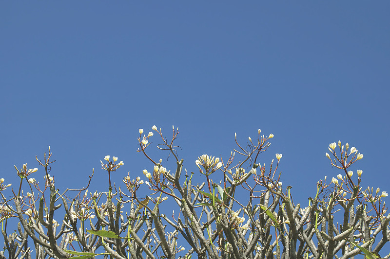 细枝鸡蛋花枝与白色的花在蓝天的背景