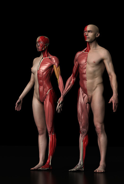 半皮肤和肌肉结构的男性和女性站在一起3d渲染