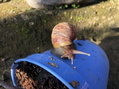 蜗牛在壳里爬，夏日在花园里