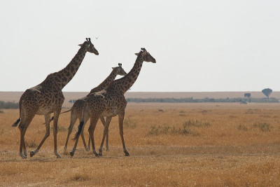 Safari