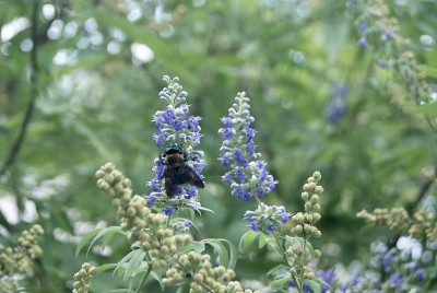 蜜蜂