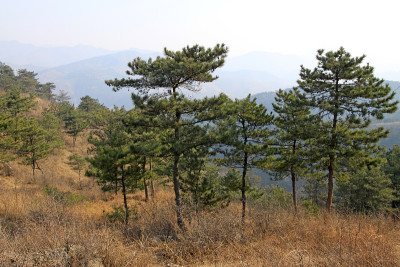 中国北方山坡上的松树