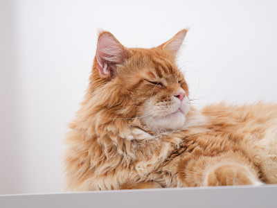 一只红色缅因猫躺在桌子上